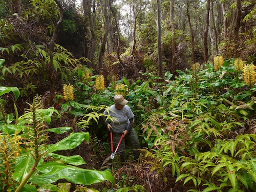 hawaii_national_public_lands_day_volcanoes_national_park hawaii_national_public_lands_day_volcanoes_national_park