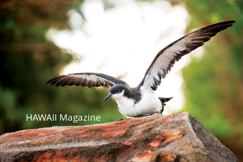 NewellsShearwater copy