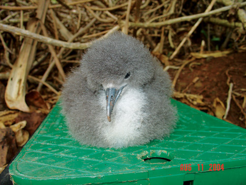flight_risk_saving_endangered_kauai_newells_shearwaters