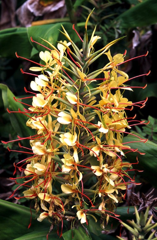 Hawaii_National_Parks_Public_Land_Big_Island