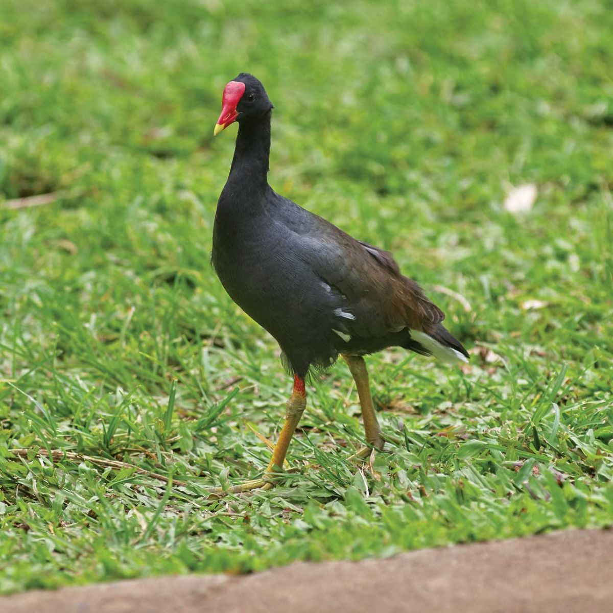 moorhen