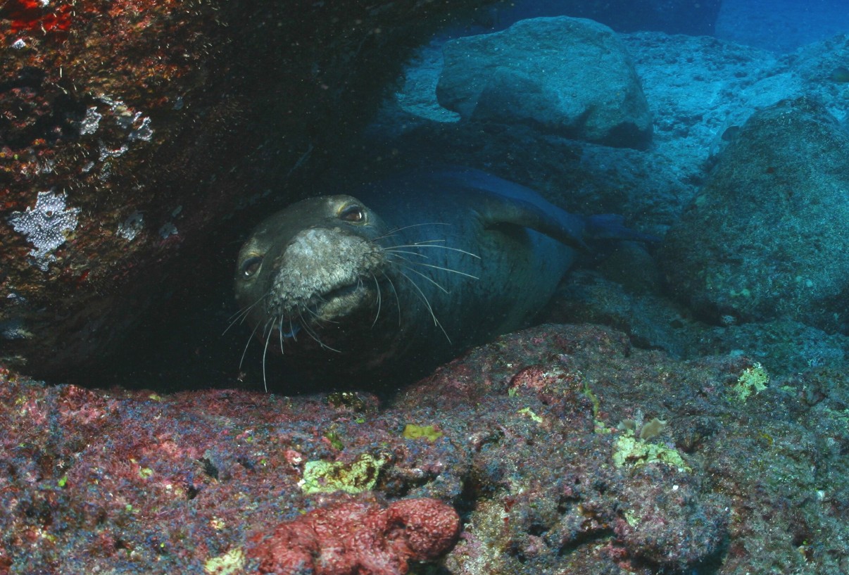 Hawaii_Papahanaumokuakea_Marine_National_Monument_World_Heritage_site