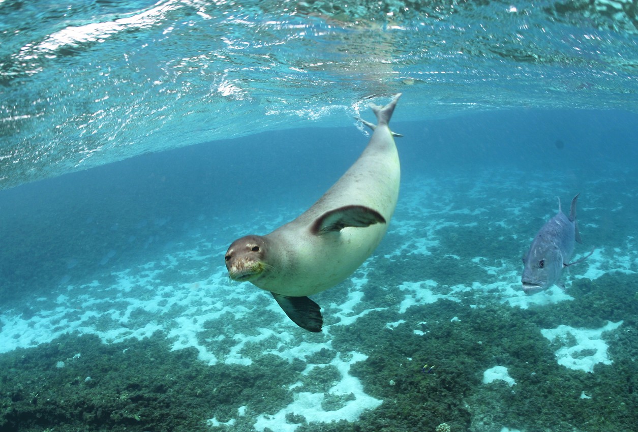 Hawaii_Papahanaumokuakea_Marine_National_Monument_World_Heritage_site