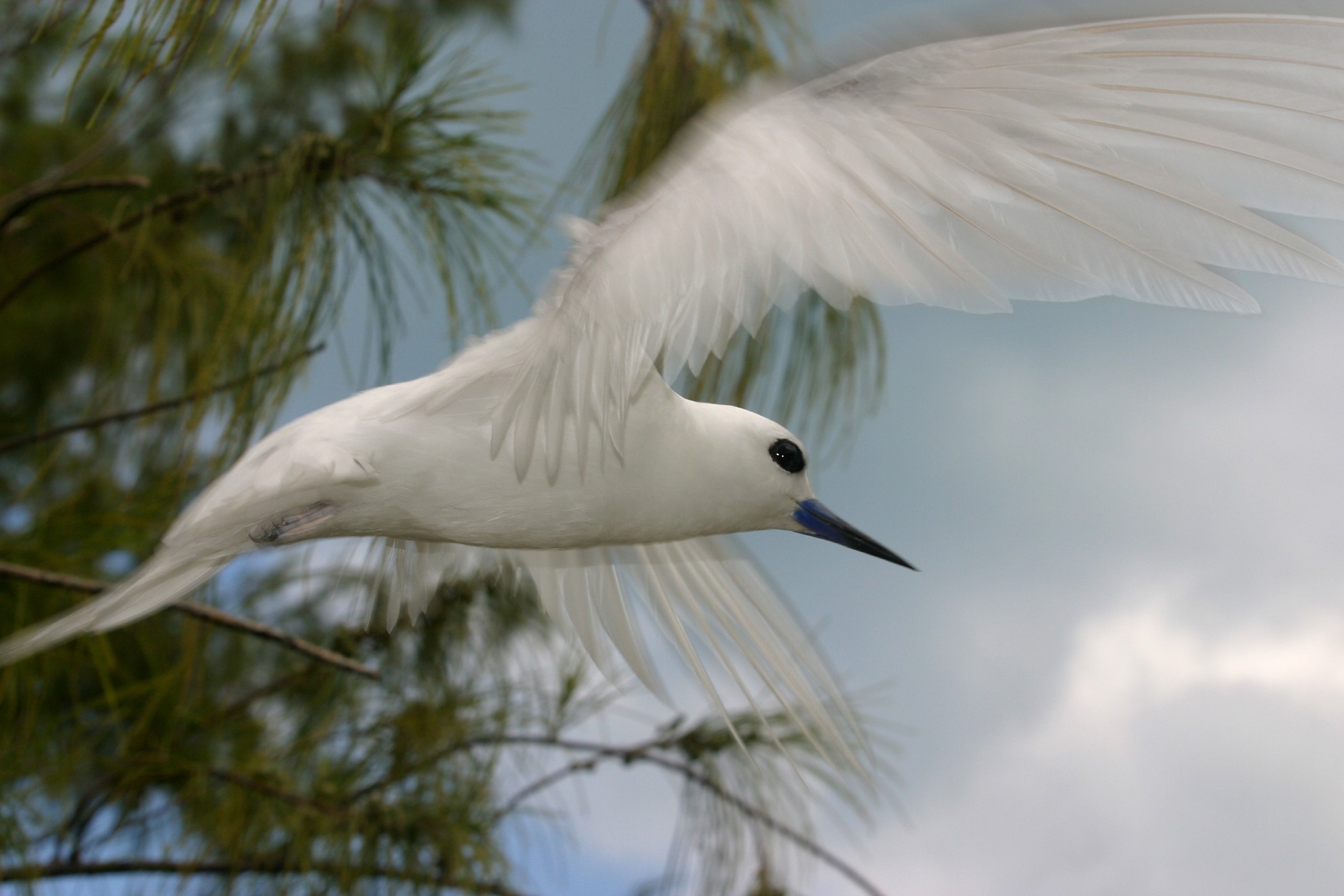 Hawaii_Papahanaumokuakea_Marine_National_Monument_World_Heritage_site