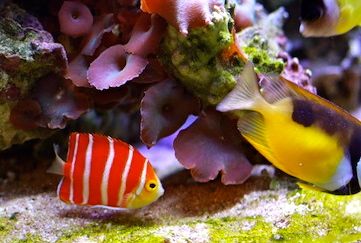 Hawaii_Oahu_Waikiki_aquarium_fish Hawaii_Oahu_Waikiki_aquarium_fish