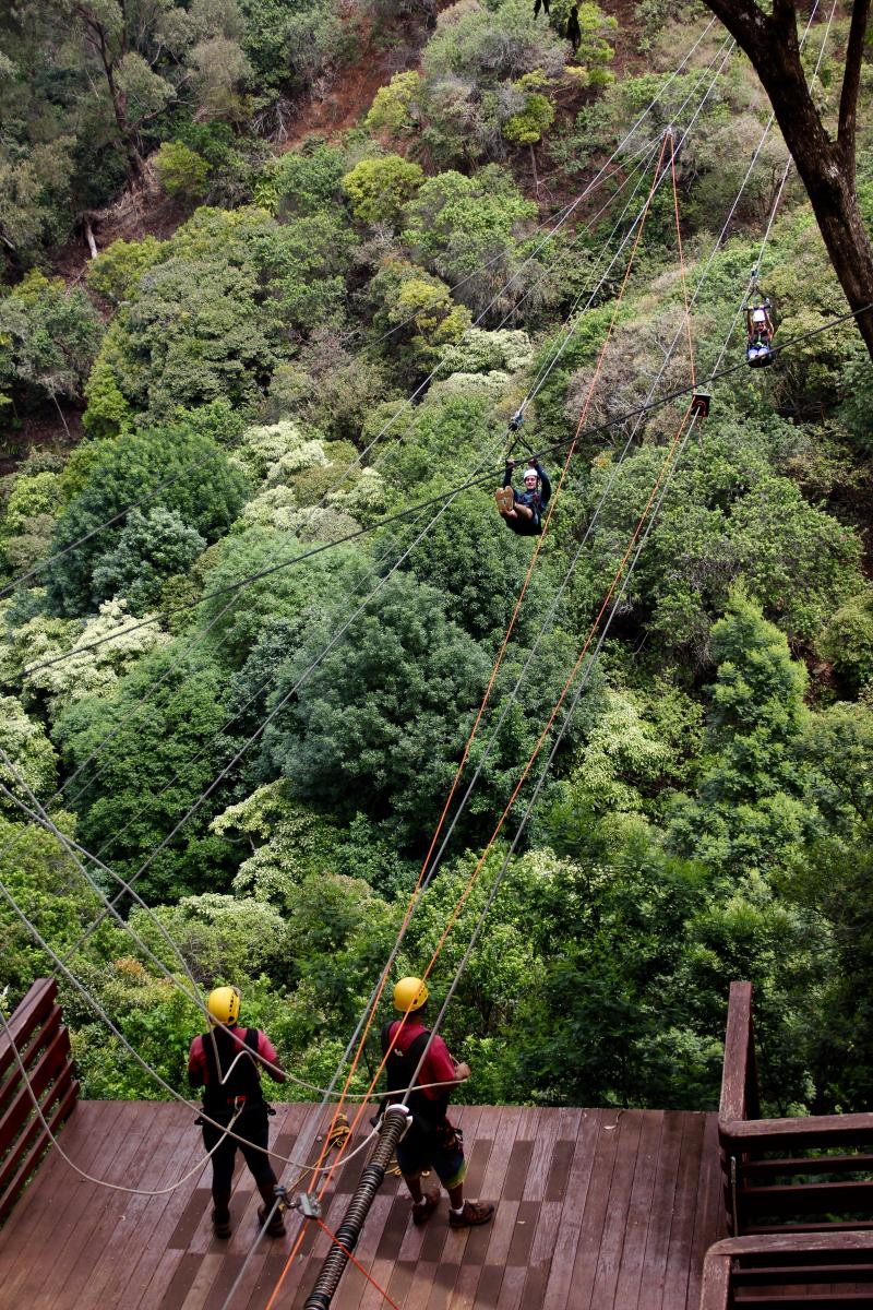 piiholo maui zipline
