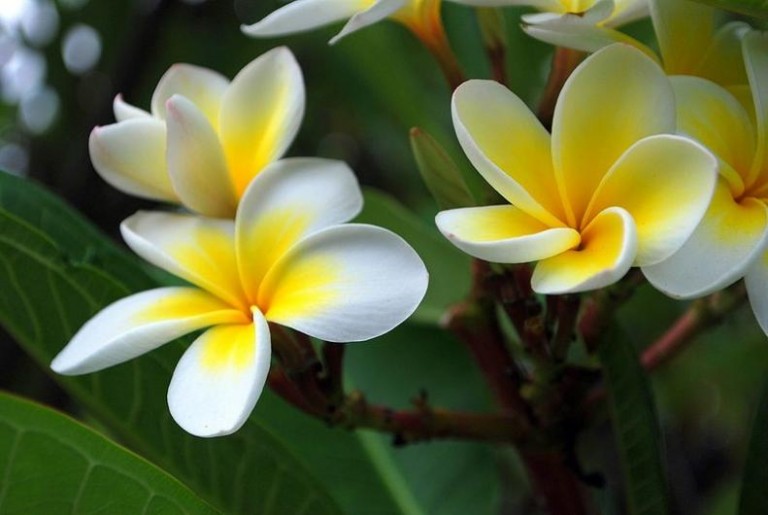 Plumeria_Wiki