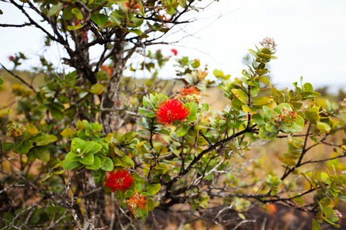 red_cinder_road_big_island_hawaii red_cinder_road_big_island_hawaii