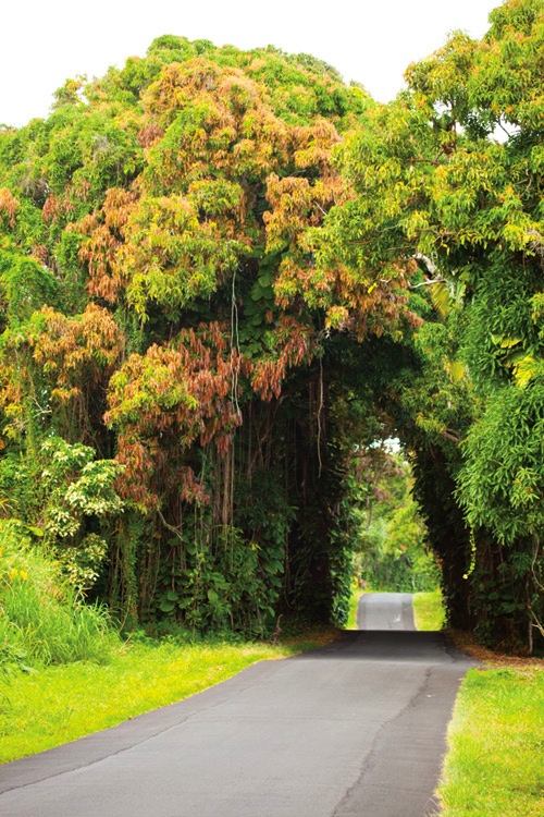red_cinder_road_big_island_hawaii red_cinder_road_big_island_hawaii