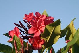 how_to_mail_order_Hawaii_grown_plumeria_mainland