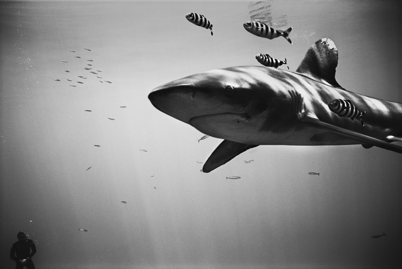 wayne-levin-underwater-photography