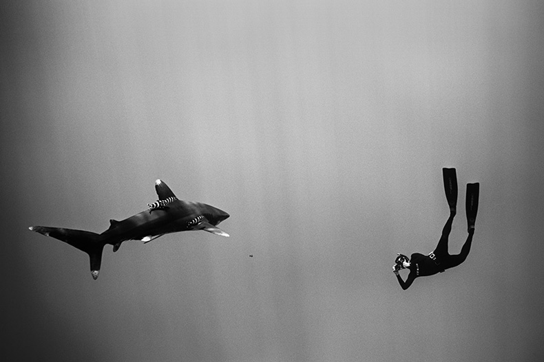 wayne-levin-underwater-photography