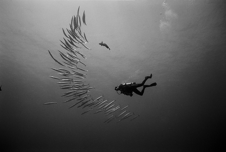 wayne-levin-underwater-photography