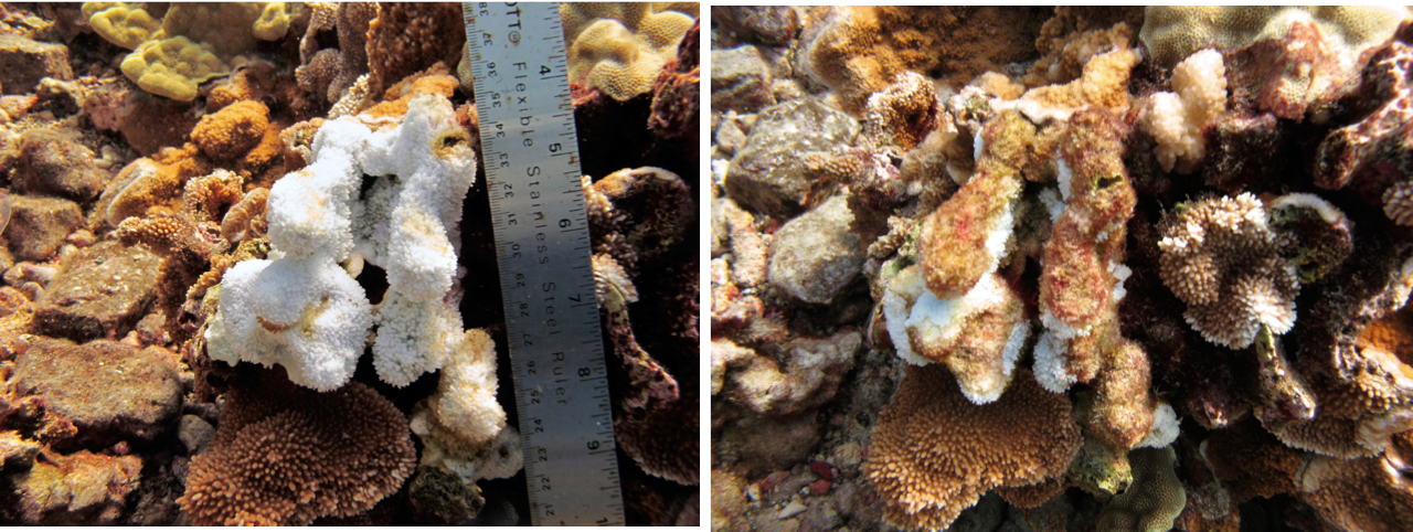 coral_bleaching_recovery_2015