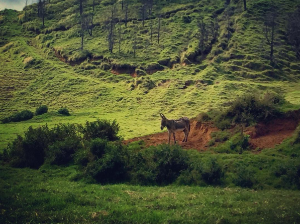 puu waawaa trail hawaii