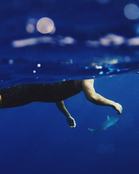 island view hawaii shark tours