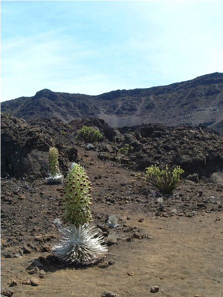 Haleakala_cabins_Maui_reserve