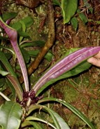 Hawaii_Oahu_endangered species_ Hawaii_Oahu_endangered species_