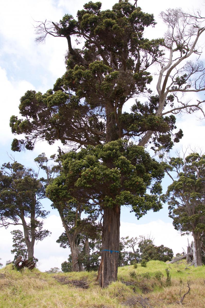 ohia lehua tree