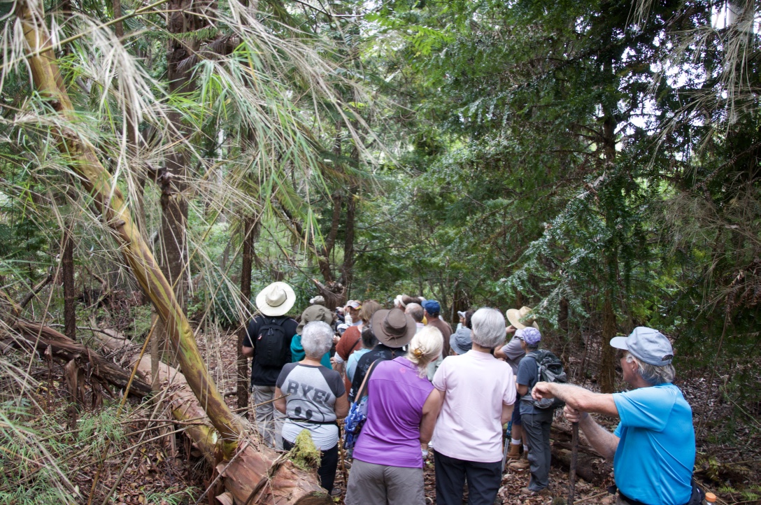kona cloud forest hawaii