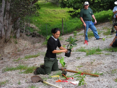 Hawaii_Volcanoes_National_Park_hike_wildlife Hawaii_Volcanoes_National_Park_hike_wildlife