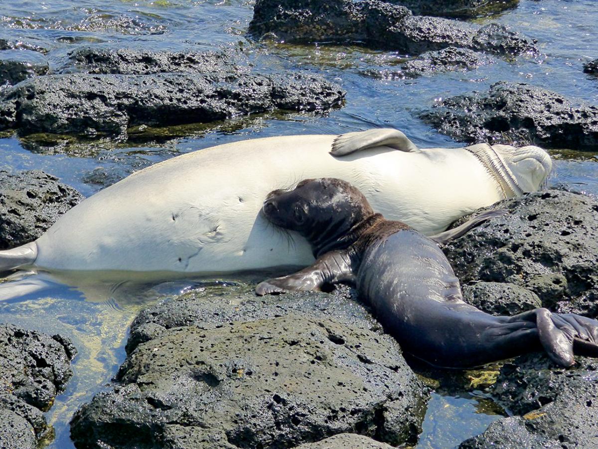 hawaiian monk seal rescue