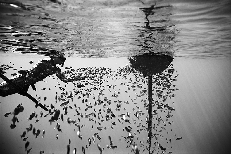 wayne-levin-underwater-photography