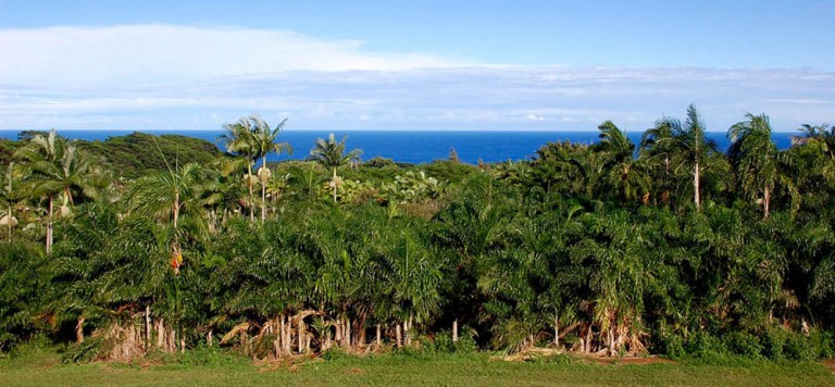 WAGPeachPalms_OceanView