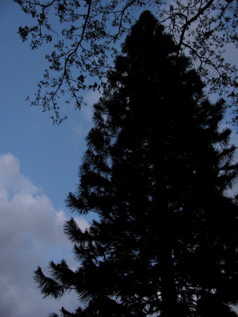 Waimea_Valley_ghost_tour_Kapanui_Oahu