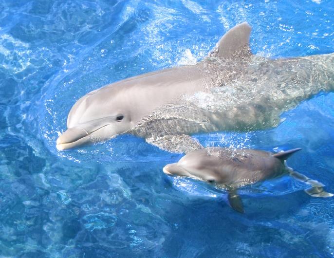 WaiohakaupoBabyDolphin