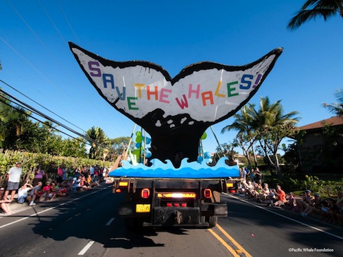 Hawaii_Maui_whale