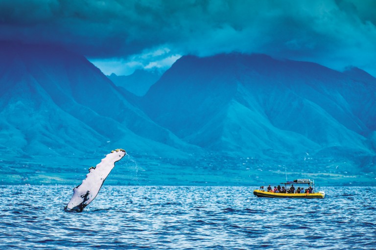 Whales-(1-of-1)-27-2-edit