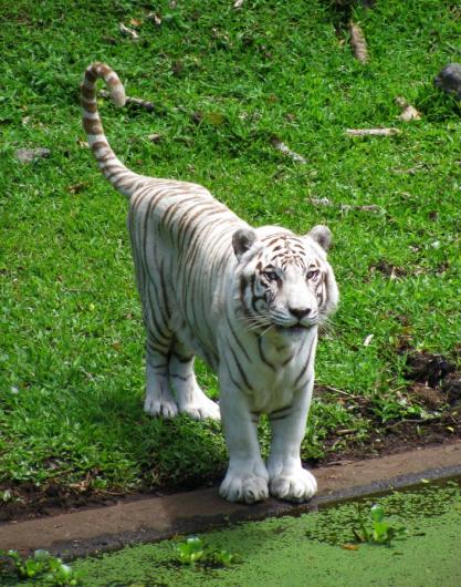 White Tiger Namaste 1