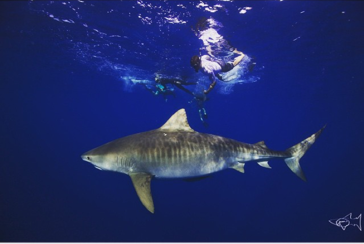 Zac Efron Tiger Shark