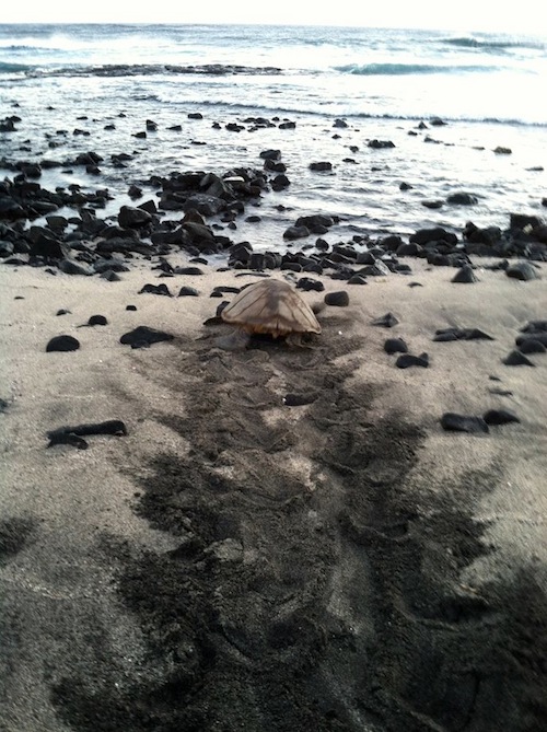 hawaii_volcanoes_national_park_impact_grant_benefits_hawksbill_honuea_turtle