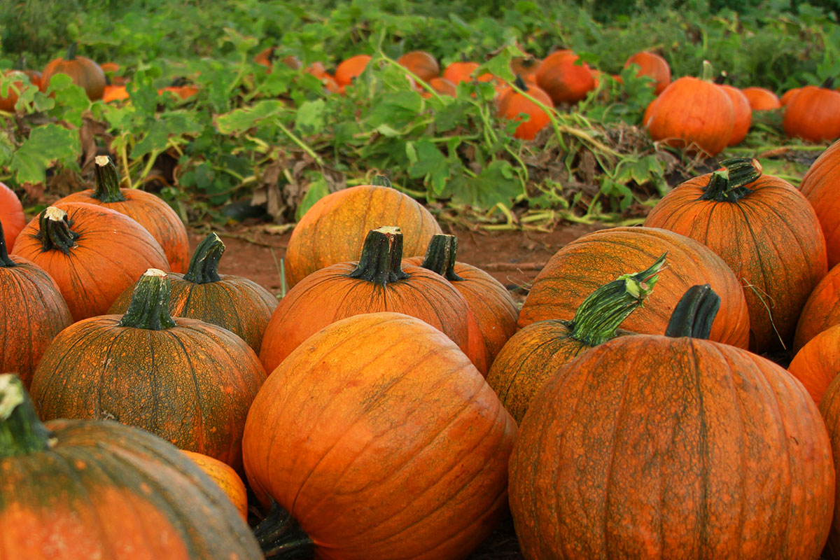 pumpkins