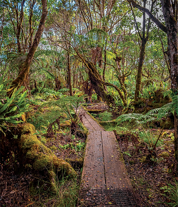  /><figcaption>Planks line the trail to minimize the hikers’ impact on the environment.<br />
<em>Photo: Mallory Roe</em></figcaption></figure>
</div>
<p>We were in Kokee, north of Waimea Canyon on Kauai’s rugged west side, for my 40th birthday. The plan was to escape the traffic and crowds of Honolulu by holing up at this state park, which sprawls over 4,345 acres and boasts about 45 miles of hiking trails through native forests and along canyon rims. The fact that there was no cell reception or Wi-Fi was another bonus.</p>
<p>It was just a weekend jaunt, so we packed as lightly as possible, filling our backpacks with hiking essentials like binoculars for birding, camera gear, granola bars, Aleve, a first aid kit and several liters of water.</p>
<p>On our must-hike list: the Alakai Swamp Trail, a roughly 7-mile hike—roundtrip and depending on where you start—through lush forests. About three and a half miles of this trail, which includes the Pihea Summit Trail that starts at the Pu‘u o Kila Lookout where we had parked our rental car, meanders along a boardwalk, a portion of which cuts through a boggy swamp on a plateau above the Napali Coast.</p>
<p>That’s really why we were here: to walk through this unique wet forest—an ecosystem zone described as “montane”—that is found nowhere else on Kauai. (There are only two other accessible bogs like this in Hawaii: one on Oahu and another on Molokai.)</p>
<p>The swamp is located on elevated flatlands near Mount Waialeale, one of the wettest spots on the planet. Because of the soggy soil and high winds here, the vegetation, including <em>ohia</em> and <em>olapa</em> trees, are stunted, some not even rising past my shoulders.</p>
<p>This bog is a strange and mysterious place, one that has been revered by Hawaiians for centuries. In fact, the swamp is mentioned in a chant that honors Waialeale: “[Kauai’s] strength radiates in awful splendor from the Alakai.”</p>
<p>Even Queen Emma, who returned to Kauai in 1870, to recuperate after the deaths of her only son and husband, made the difficult trek on horseback to the legendary swamp. The setting so entranced the queen, wrote Edward Joesting in <em>Kauai: The Separate Kingdom</em> (UH Press, 1984), she bid the dancers and musicians who traveled with her to perform here before pressing on.</p>
<p>I was enchanted.</p>
<p>We started the hike just beyond the lookout at the trailhead for the Pihea Summit Trail, an easy stroll along an eroded dirt road that follows the rim of Kalalau Valley, through a native ohia forest with <em>aalii</em> shrubs, to the peak named Pihea. Along the way are breathtaking views of the lush, amphitheater-headed Kalalau Valley about 4,000 feet below.</p>
<p>We had lucked out, too. While this area gets about 70 inches of rainfall annually, much of it concentrated between October and May, the path was relatively dry and the temperatures quickly warmed up to the point where I could shed my outer layers and hike with just a tank top on.</p>
<div style=