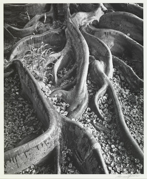 georgia_okeeffe_ansel_adams_hawaii_pictures_final_weekend_Honolulu_museum_art