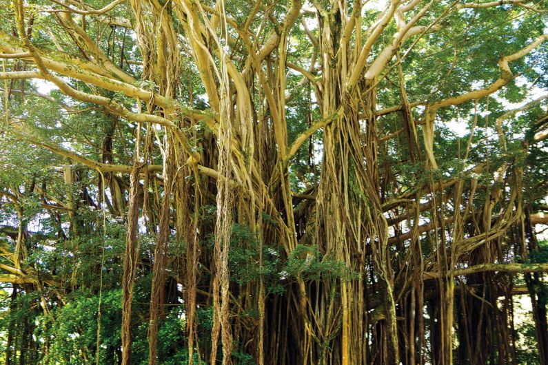 banyan