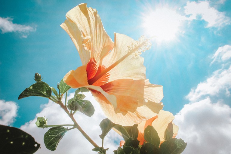 beautiful-bloom-blooming-666839
