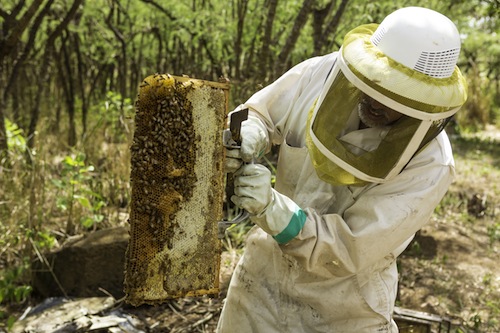 Hawaii_Oahu_Bees_Pollination