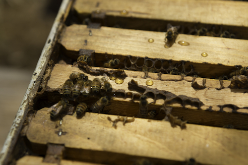 Hawaii_Oahu_Bees_Pollination