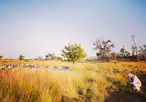 big island bees tour