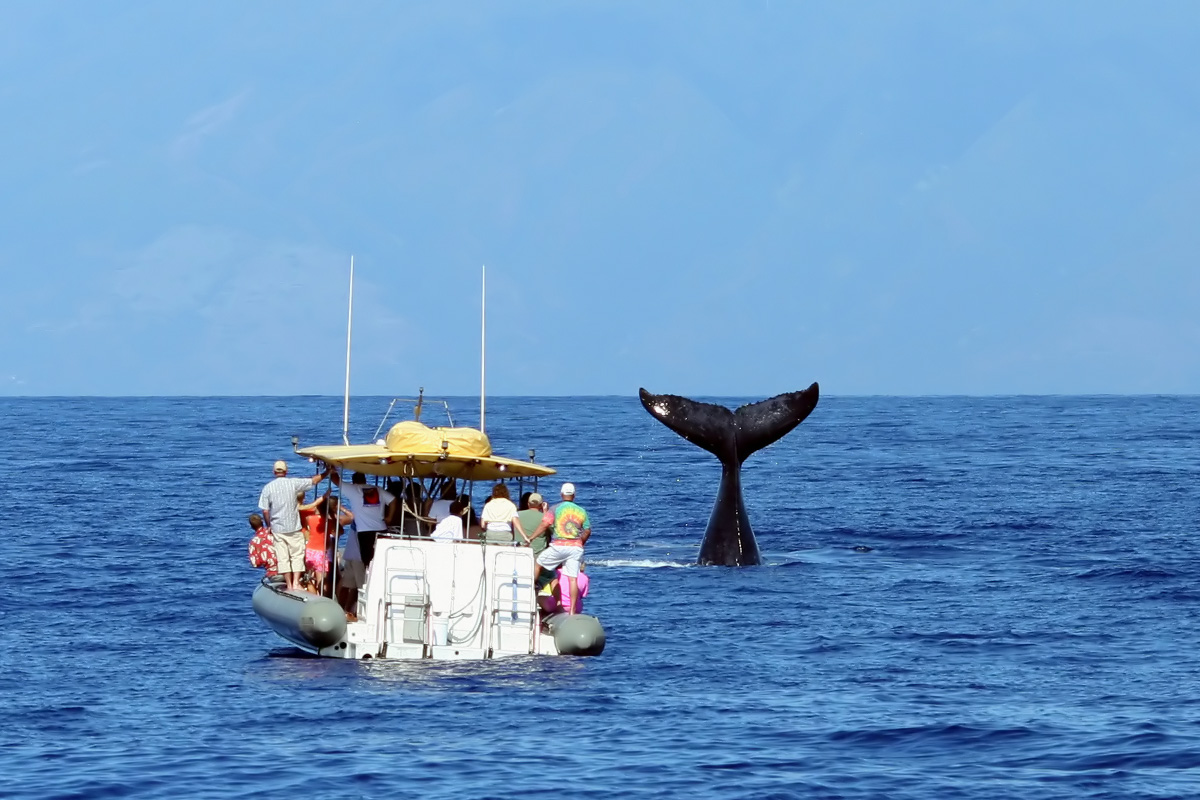 whalewatching