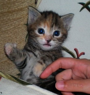 Bringing_pets_to_Hawaii