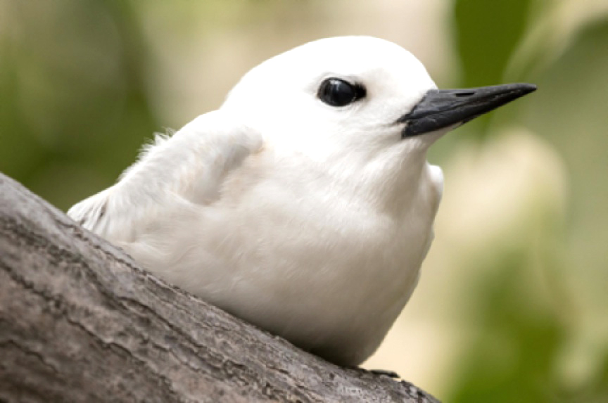 fairy tern