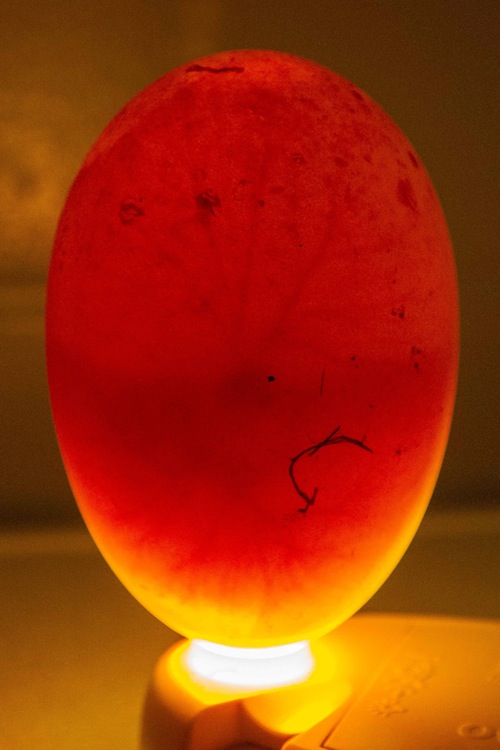 laysan_albatross_moli_kauai_oahu_new_colony