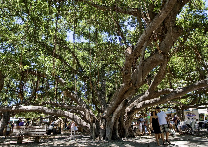 Hawaii_Maui_Lahaina_Front Street