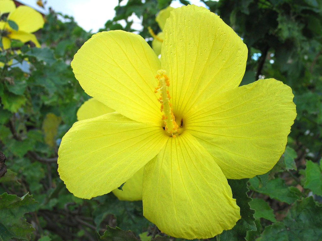 yellow hibiscus