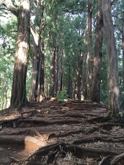 makiki valley loop trail